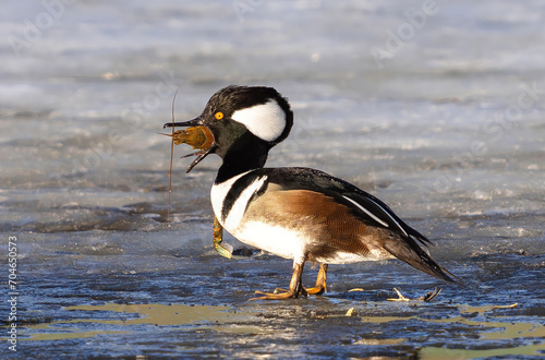 A Hooded Merganser duck standing on the ice swallowing a large crawfish it fished out of the water. photo