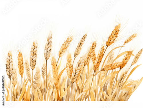 Isolated watercolor spikelets of wheat on the white