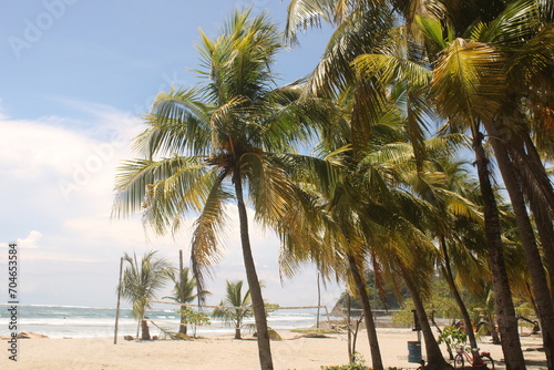 Palm on beach