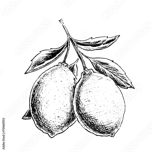 Healthy Lemon fruit in lineart digital drawing  old victorian style - Vector