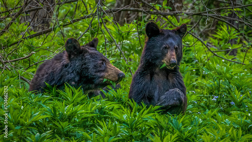 Mother Bear and Cub Eating
