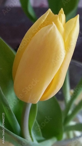Tulpe, gelb
