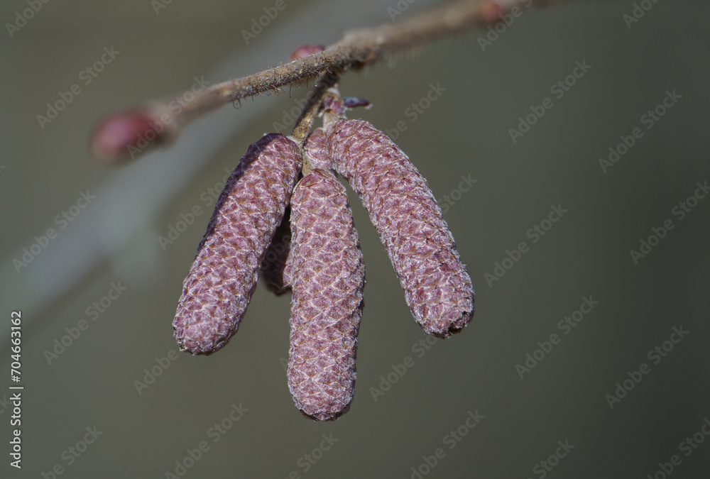 Fototapeta premium buds of a willow