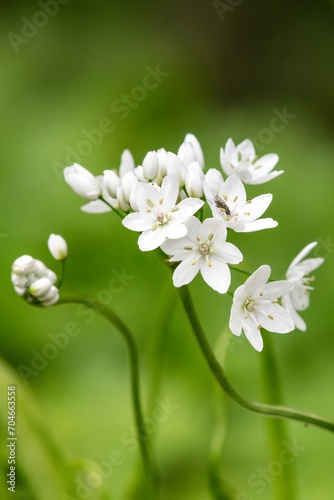 Close up of Neapolitan garlic (allium neapolitanum) flowers in bloom photo