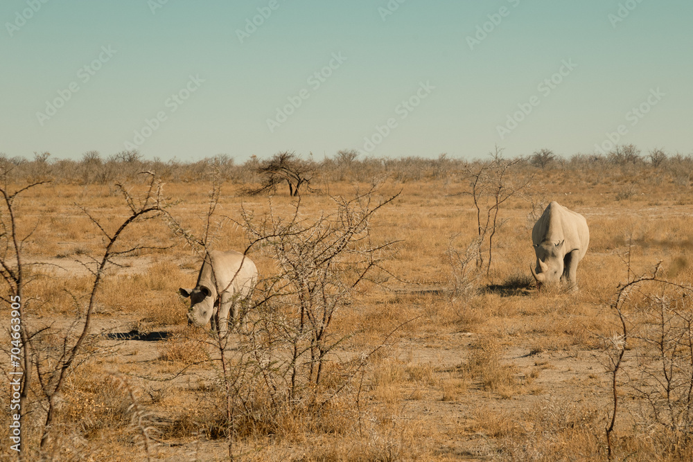 Fototapeta premium White rhino and a baby in Etosha National park, Namibia