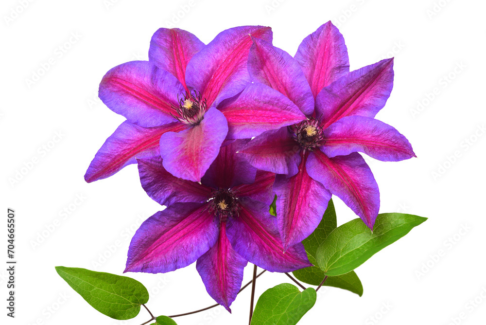 Bouquet clematis flower purple with leaves isolated on white background. Floral pattern, object. Flat lay, top view Bouquet clematis flower purple with leaves isolated on white background. Floral pattern, object. Flat lay, top view