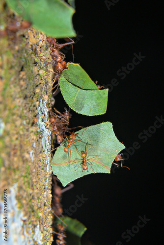 Leafcutter ants (Atta cephalotes) large workers carrying pieces of leaves whereas small workers travel as hitchhiker passengers, La Selva Biological Station, Heredia Province, Costa Rica photo