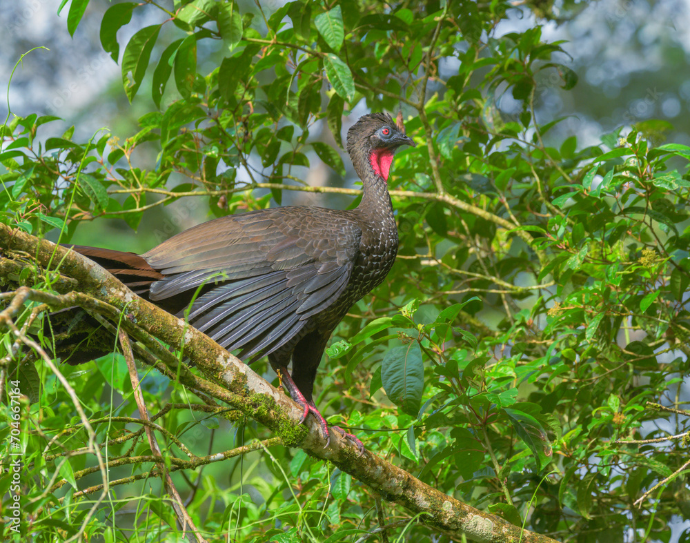 Naklejka premium Crested Guan (Penelope purpurascens), La Selva Biological Station, Heredia Province, Costa Rica