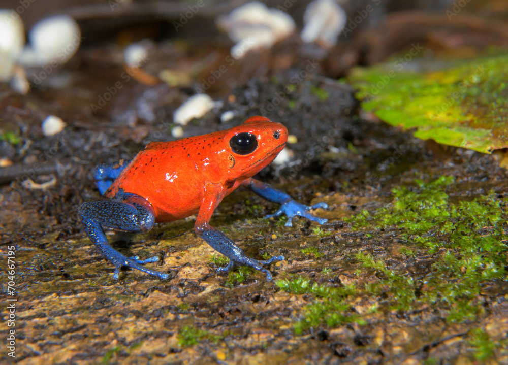 Fototapeta premium Blue Jeans or Strawberry Poison Dart Frog (Oophaga pumilio) among little fungi on dead tree trunk, La Selva Biological Station, Heredia, Costa Rica