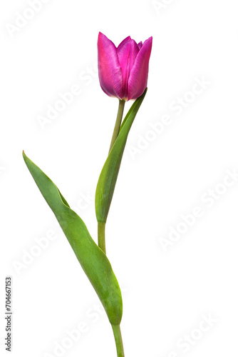 One purple tulip flower isolated on white background. Still life, wedding. Flat lay, top view © Flower Studio