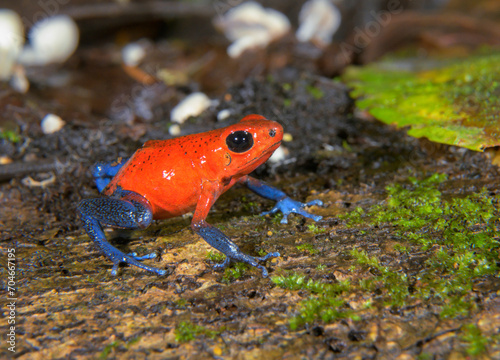 Blue Jeans or Strawberry Poison Dart Frog (Oophaga pumilio) among little fungi on dead tree trunk, La Selva Biological Station, Heredia, Costa Rica