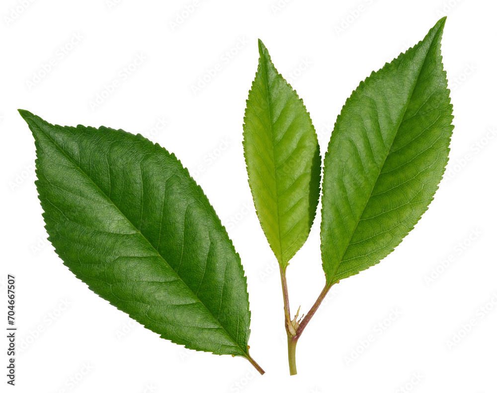 Green cherry leaf on white isolated background Green cherry leaf on white isolated background