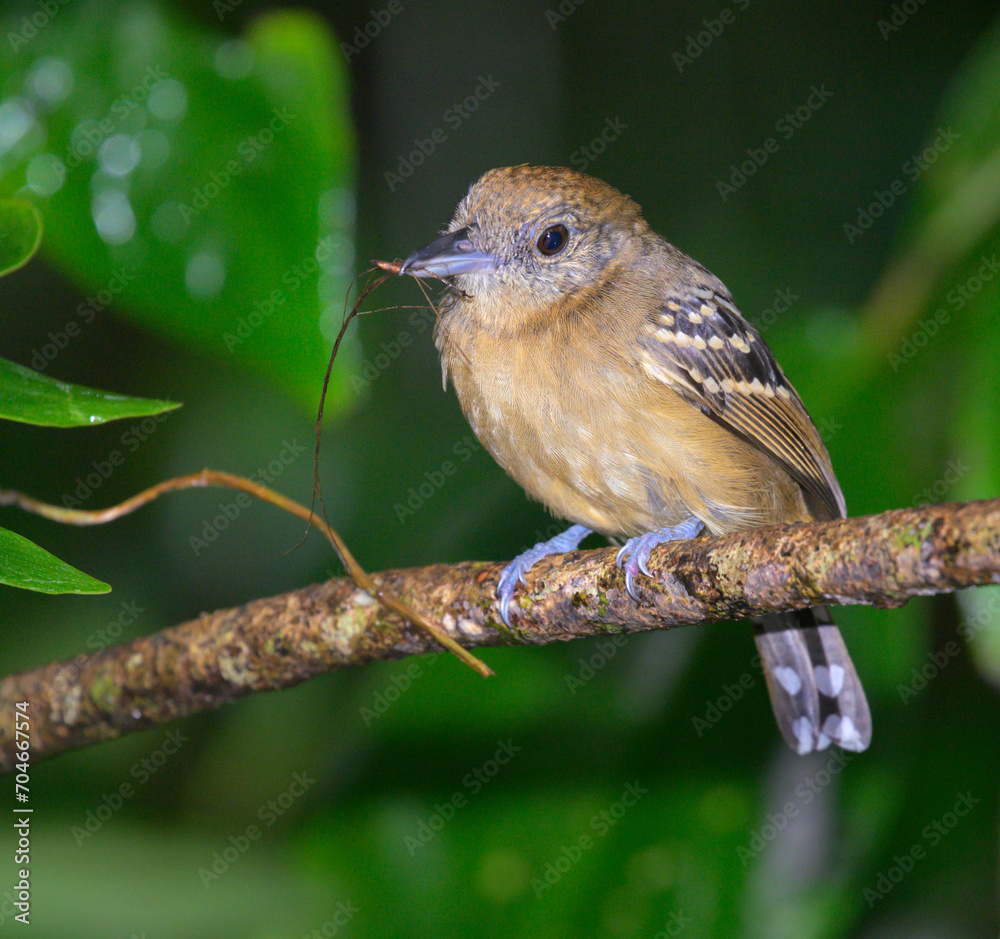 Fototapeta premium Black-crowned antshrike (Thamnophilus atrinucha) female with nesting material in the beak, Cahuita National Park, Limon Province, Costa Rica.