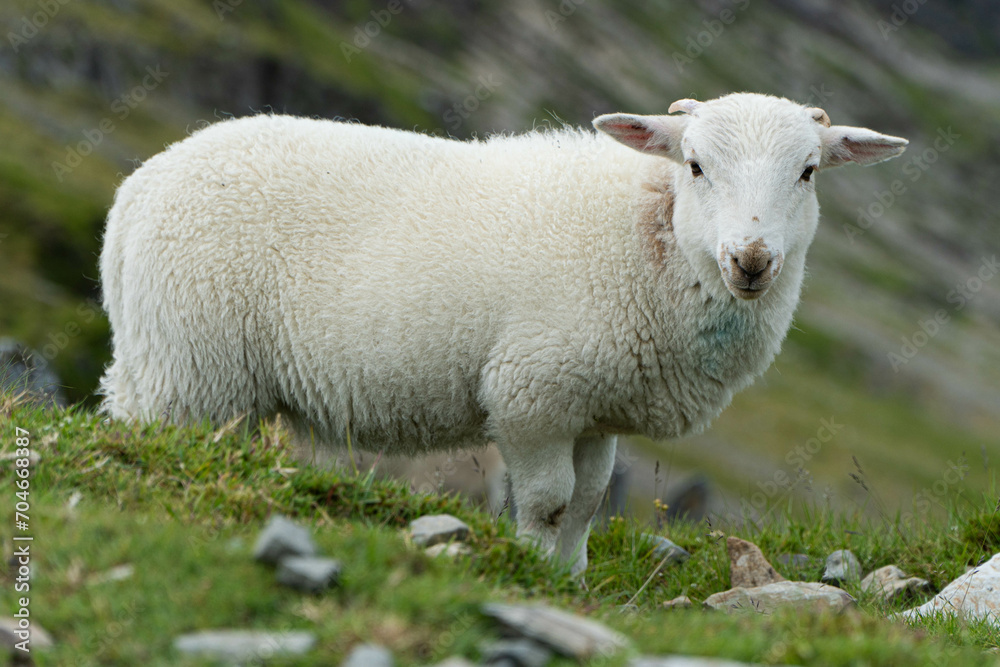 Sheep Sheep
