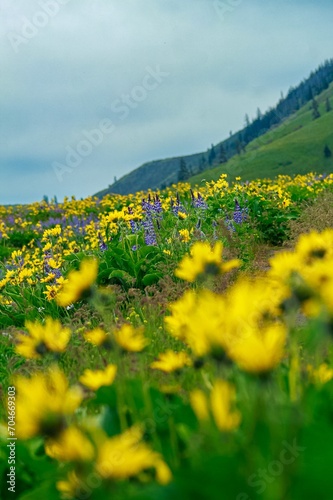 field of yellow flowers