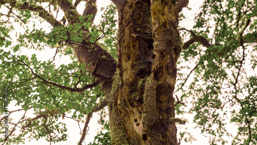 Tronco de árbol grande y viejo con una corteza gruesa y nudosa erosionada y perforada por pájaros carpinteros, cubierta de musgo verde que le da al árbol una sensación de edad e historia. 