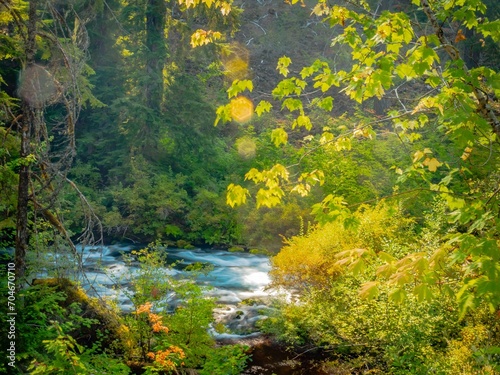 autumn in the forest