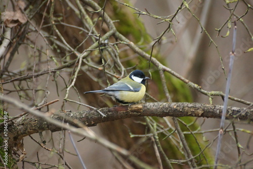 Titmouse in the forest in winter