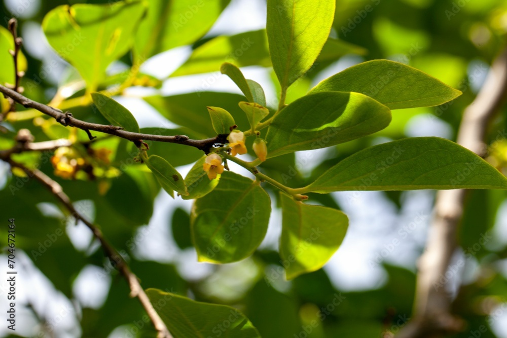 Flower of an Oriental persimmon, Diospyros kaki Flower of an Oriental persimmon, Diospyros kaki