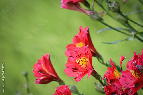 Alstroemeria Roja (Rizoma)