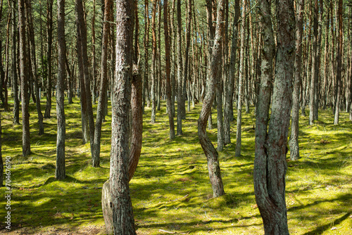 Sunlight in the green forest. Baltic Sea Curonian Spit nature, UNESCO World Heritage Site. Natural beauty lithuania or Kaliningrad. Drunken Pine trees in Russia