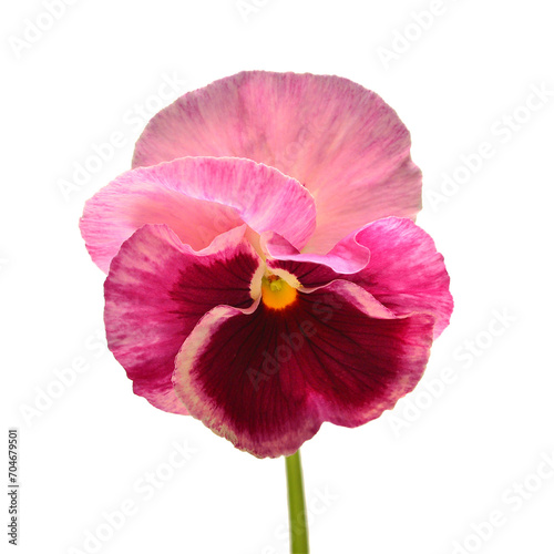 Pink flowers pansy isolated on white background. Flat lay, top view © Flower Studio