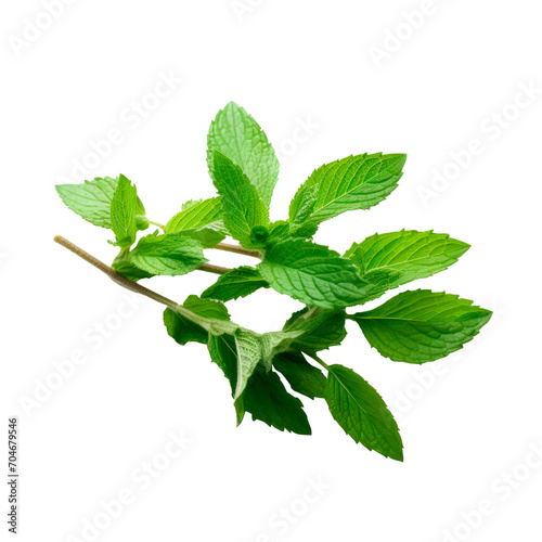 Giant spring mint isolated on transparent background. PNG