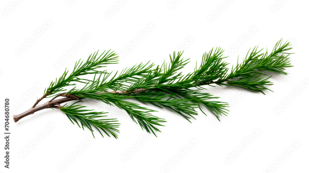 Fir branchlet isolated on transparent background. PNG Fir branchlet isolated on transparent background. PNG