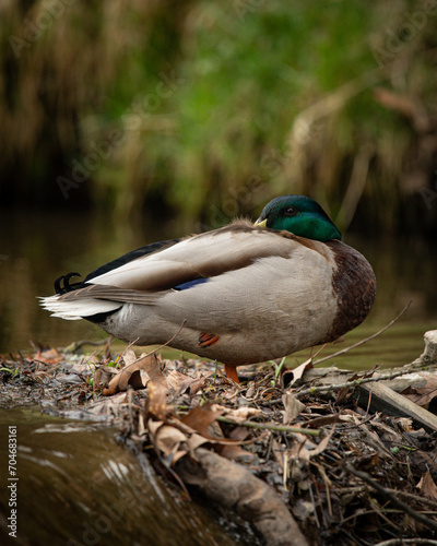 duck on the lake