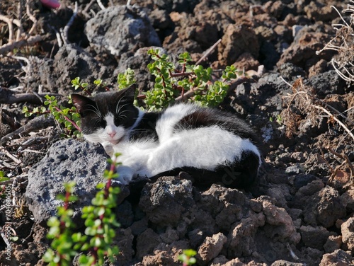 Kätzchen sitzt auf Vulkansteinen in der Sonne