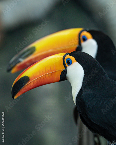 Two toucans sitting next to each other.