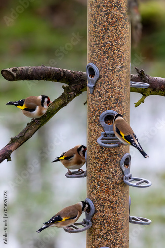 Four goldfinches on a garden bird feeder. photo
