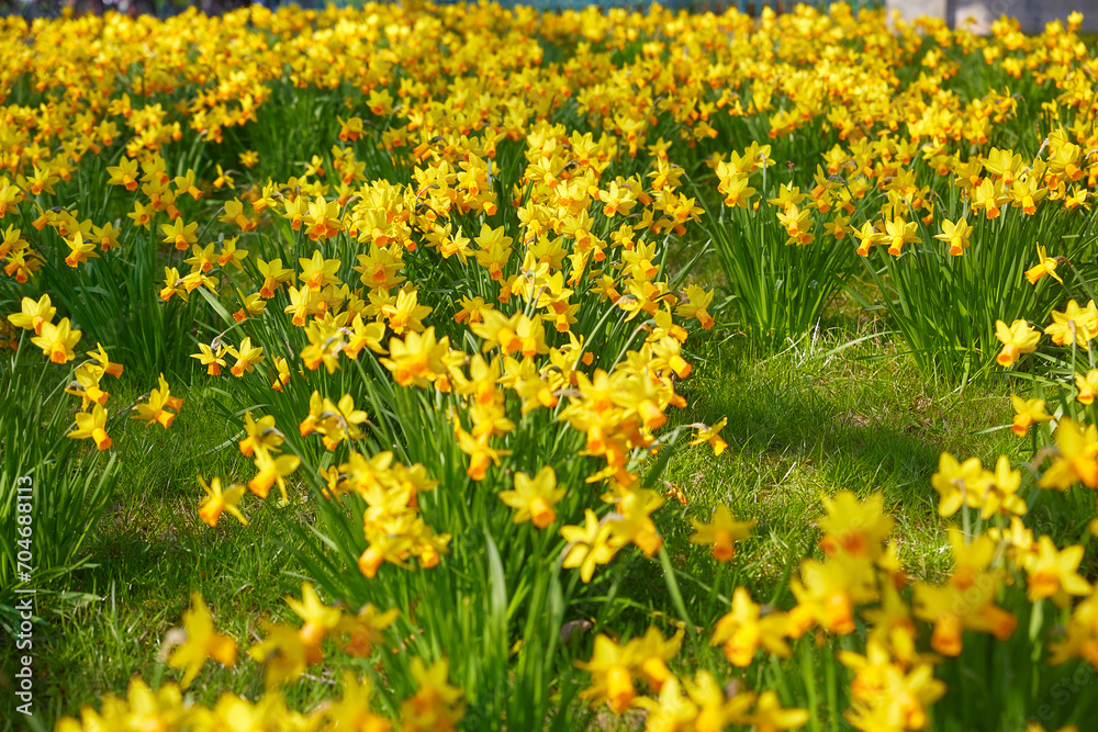 Fototapeta premium Beautiful yellow daffodils in the garden, close-up.