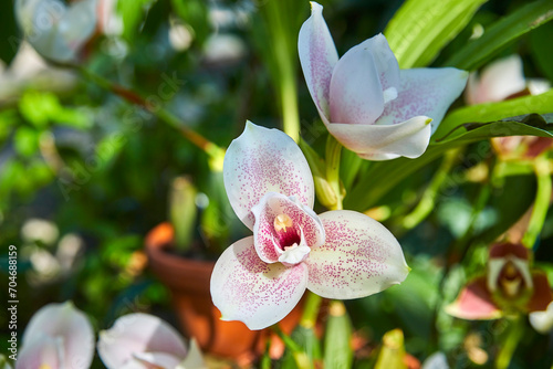 Beautiful orchid, (angulocaste olympus magnolia) photo