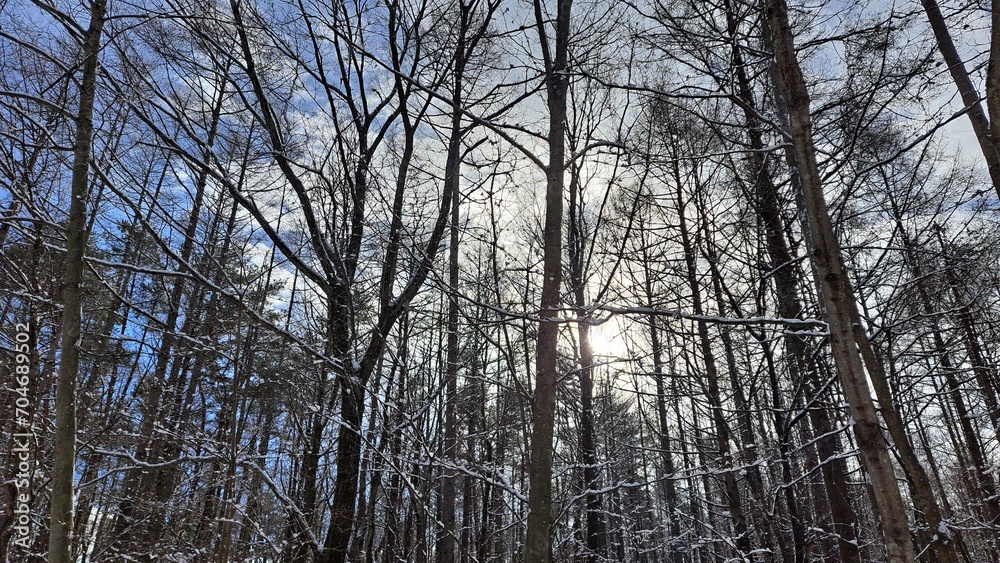雪が付いた木々 雪が付いた木々