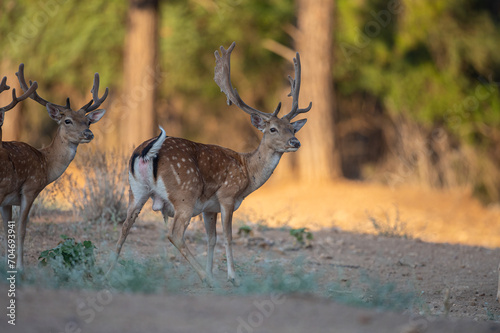 Male fallow deer travelling in the forest.  Fallow Deer  Dama dama 