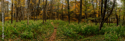 Thin Dirt Trail through Forest in Fall