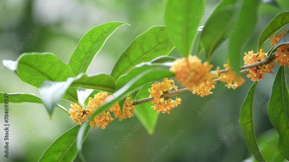 blooming osmanthus in park blooming osmanthus in park