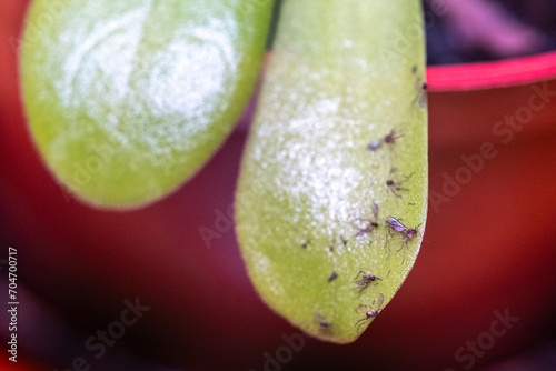 Fungus gnat caught on pinguicula leaf in houseplant pot photo