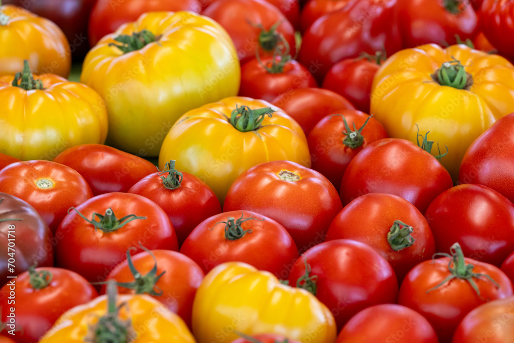 A display of various fresh tomatoes harvested for sale at a grocery. The produce is vibrant yellow, red, and orange color with a firm and shiny skin. The ripe crops are of various sizes and shapes. A display of various fresh tomatoes harvested for sale at a grocery. The produce is vibrant yellow, red, and orange color with a firm and shiny skin. The ripe crops are of various sizes and shapes.