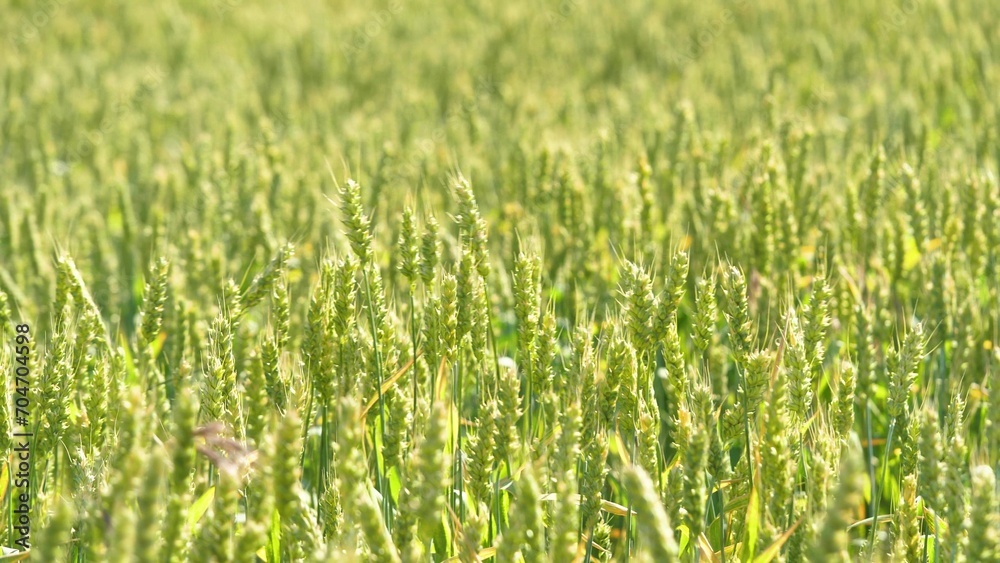 Green wheat ears waved by light wind in large agricultural field closeup. Wheat with green ears ripen in farmland field on summer day. Wheat plants crop cultivated in boundless farm field