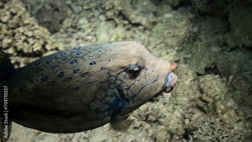 Poisonous puffer fish is exclusive inhabitant of ocean depths. Underwater puffer fish is exceptional. Organs of this fish contain potent toxins capable of inducing paralysis and even death. photo