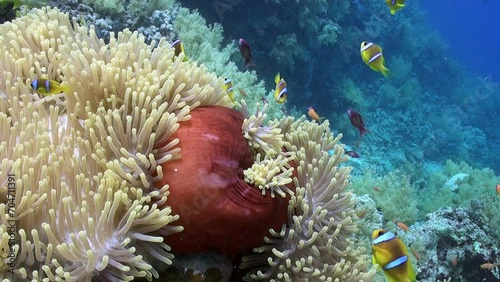 Wallpaper Mural Underwater scenery with sea anemone and clown fish on coral reef. Underwater scenery is breathtaking, thanks to vibrant anemone and clown fish dwelling on coral reef. Torontodigital.ca