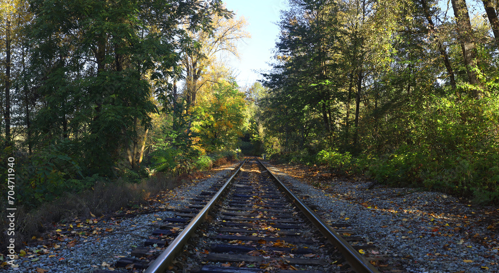 Perspective of railway tracks between trees Perspective of railway tracks between trees