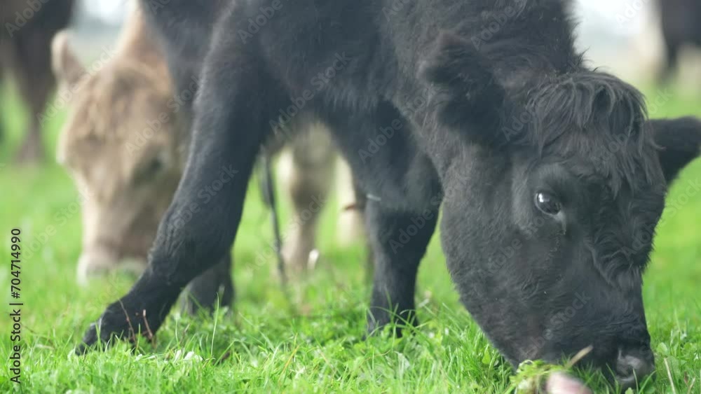 Angus and Wagyu Australian cows grazing in a field on pasture. close up of a white murray grey cow eating grass in a paddock in springtime in australia Angus and Wagyu Australian cows grazing in a field on pasture. close up of a white murray grey cow eating grass in a paddock in springtime in australia