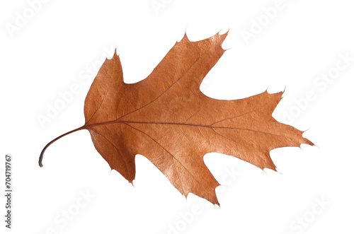 Autumn season. One dry brown leaf isolated on white