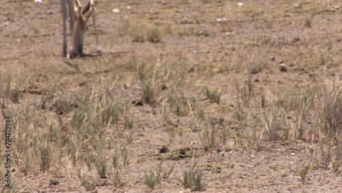 Plains zebra moves left to right and leaves the frame. Grazing springbok in background. Zebra fur pattern clearly visible consisting of alternating stripes: cream, dark brown, cream, light brown.