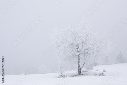 Wallpaper Mural Beautiful view of trees covered with snow on winter day. Space for text Torontodigital.ca