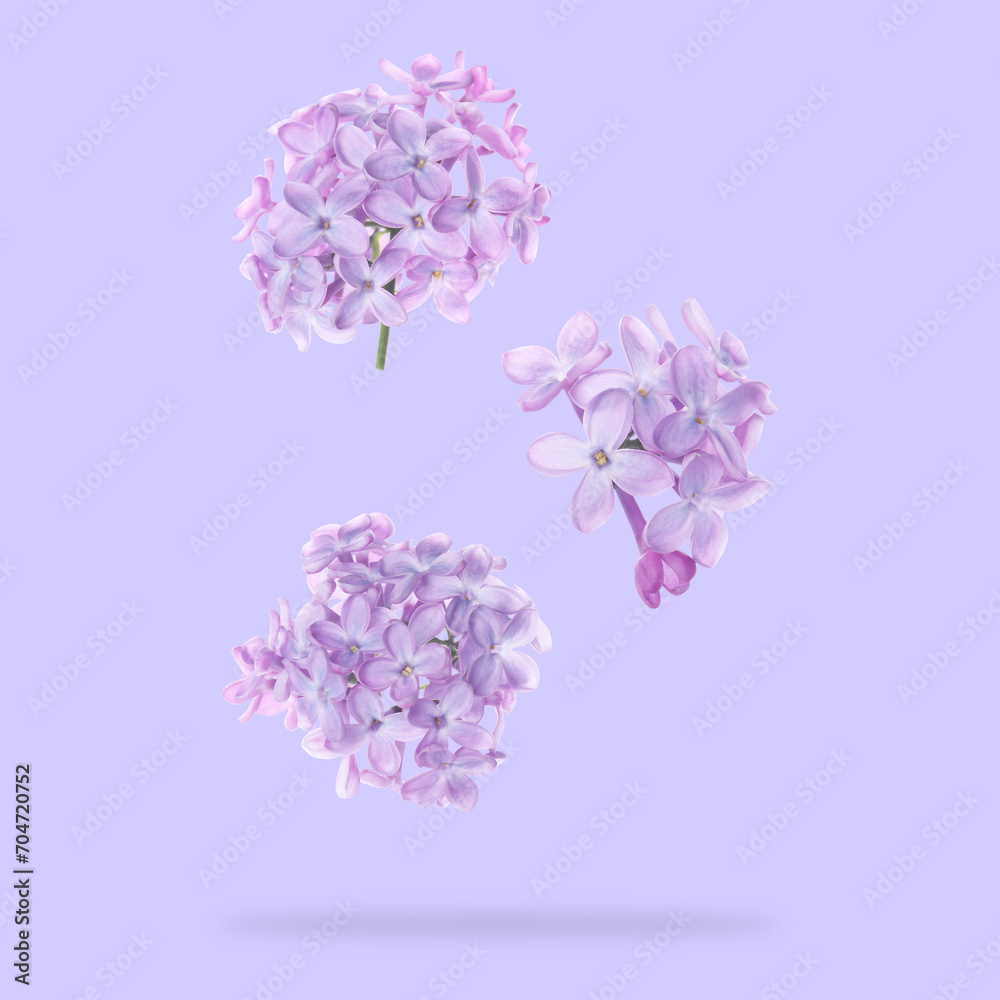 Aromatic lilac flowers falling on light violet background