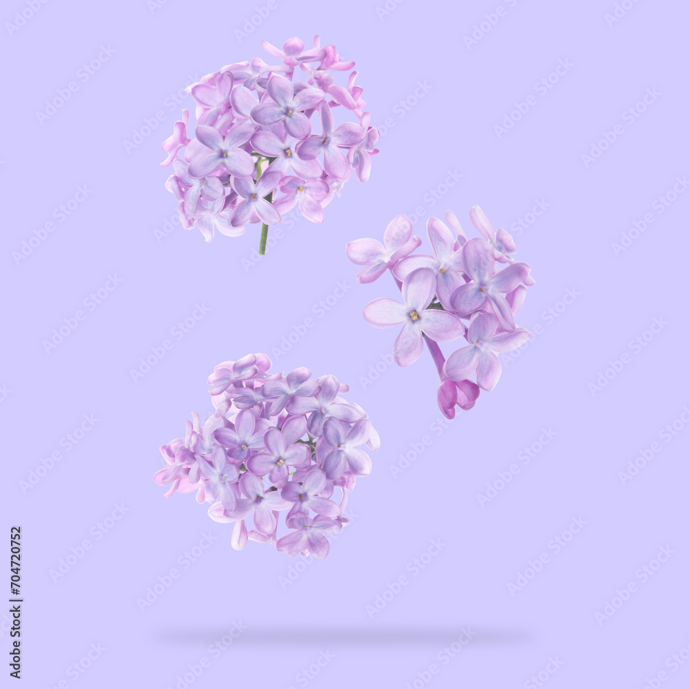 Aromatic lilac flowers falling on light violet background Aromatic lilac flowers falling on light violet background